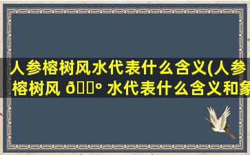 人参榕树风水代表什么含义(人参榕树风 🌺 水代表什么含义和象征 🌺 )